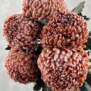 Peony Mum White Dyed Burnt Umber