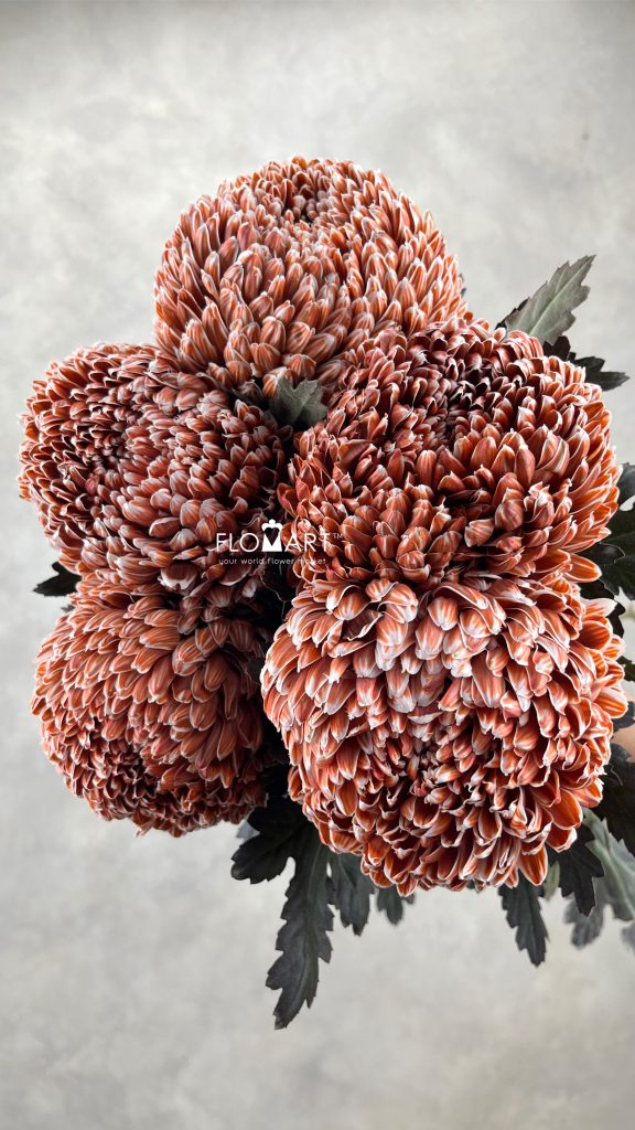 Peony Mum White Dyed Burnt Umber