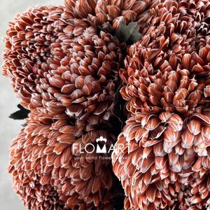 Peony Mum White Dyed Burnt Umber - Image 2