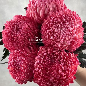Peony Mum White Dyed Carmine Red