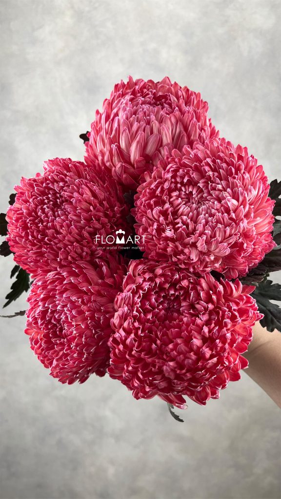 Peony Mum White Dyed Carmine Red
