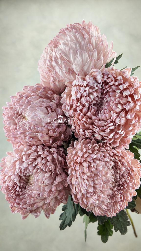 Peony Mum White Dyed Clay Brown