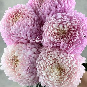 Peony Mum White Dyed Crayola Pink