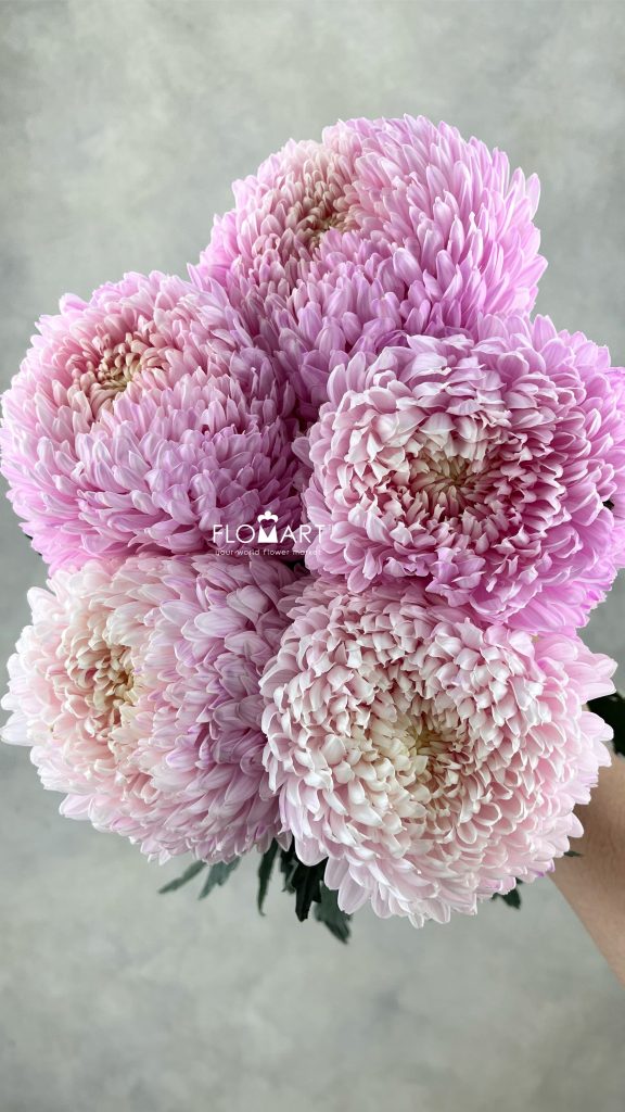 Peony Mum White Dyed Crayola Pink