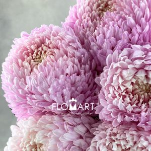 Peony Mum White Dyed Crayola Pink - Image 2