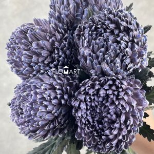 Peony Mum White Dyed Dark Byzanteum