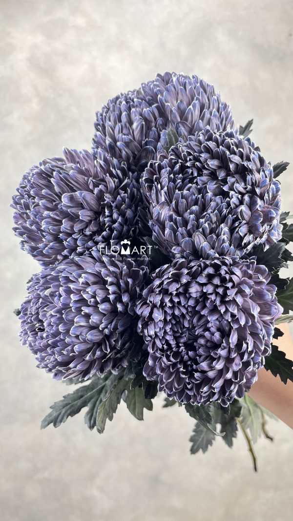 Peony Mum White Dyed Dark Byzanteum