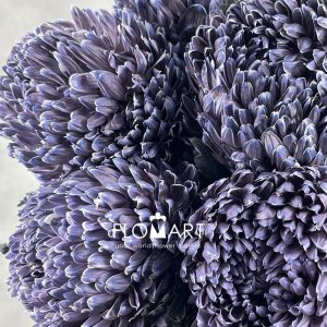 Peony Mum White Dyed Dark Byzanteum - Image 2