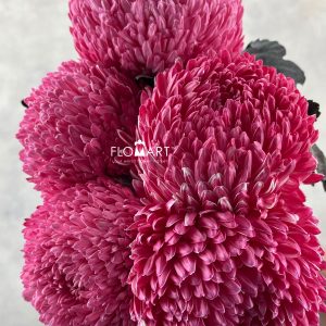 Peony Mum White Dyed Dark Pink