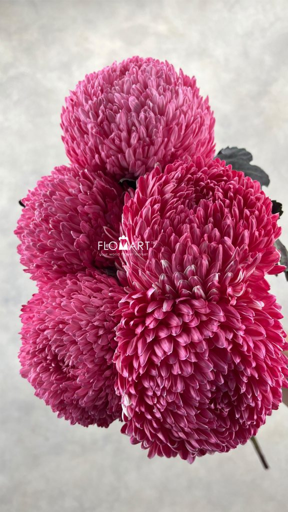 Peony Mum White Dyed Dark Pink