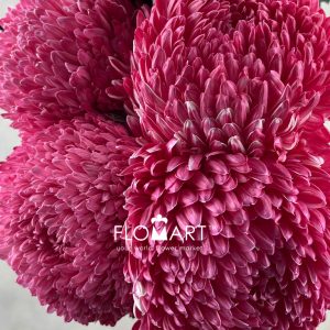 Peony Mum White Dyed Dark Pink - Image 2
