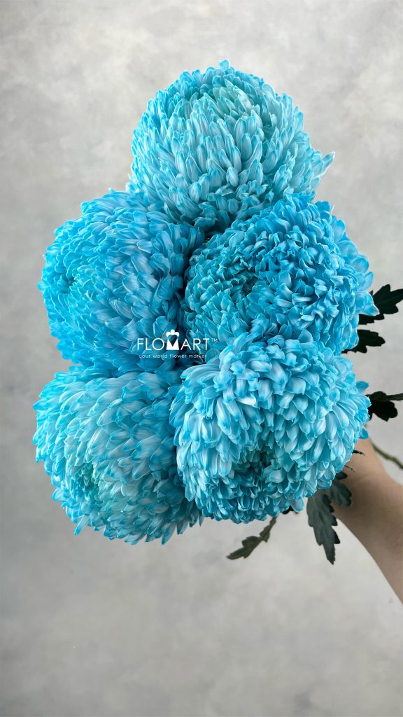Peony Mum White Dyed Electric Blue