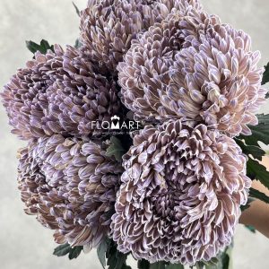 Peony Mum White Dyed Fig