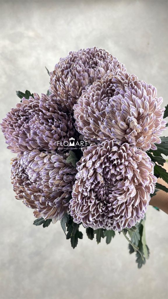 Peony Mum White Dyed Fig