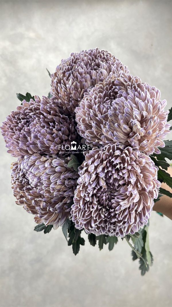 Peony Mum White Dyed Fig