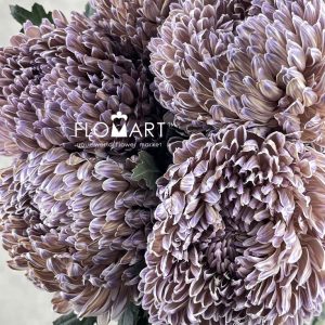Peony Mum White Dyed Fig - Image 2