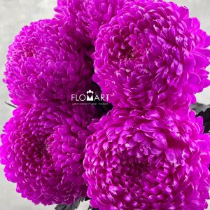 Peony Mum White Dyed Fuchsia Pink