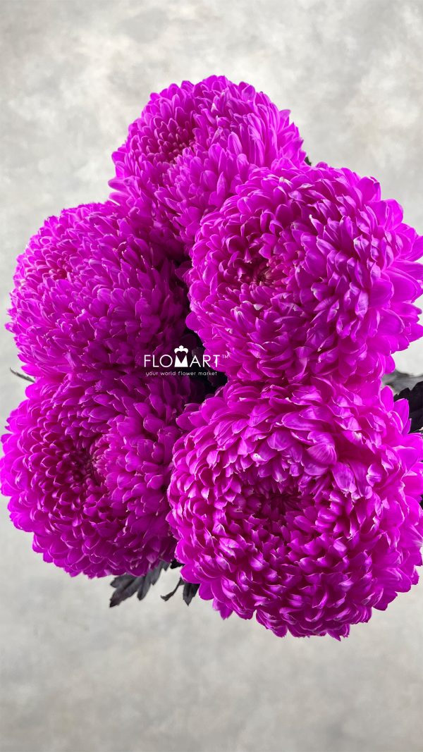 Peony Mum White Dyed Fuchsia Pink