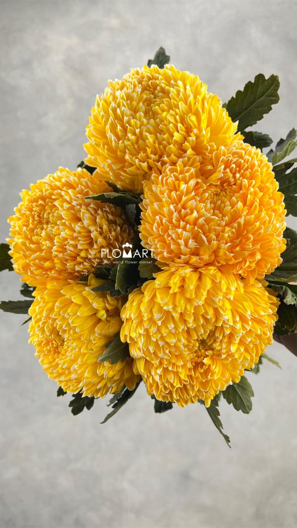 Peony Mum White Dyed Gold Yellow