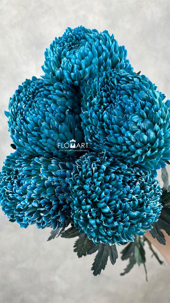 Peony Mum White Dyed Munsell Blue