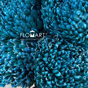 Peony Mum White Dyed Munsell Blue - Image 2