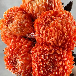 Peony Mum White Dyed Orange Red