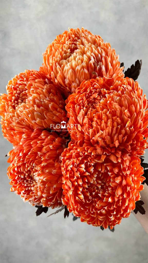 Peony Mum White Dyed Orange Red
