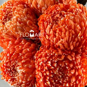 Peony Mum White Dyed Orange Red - Image 2