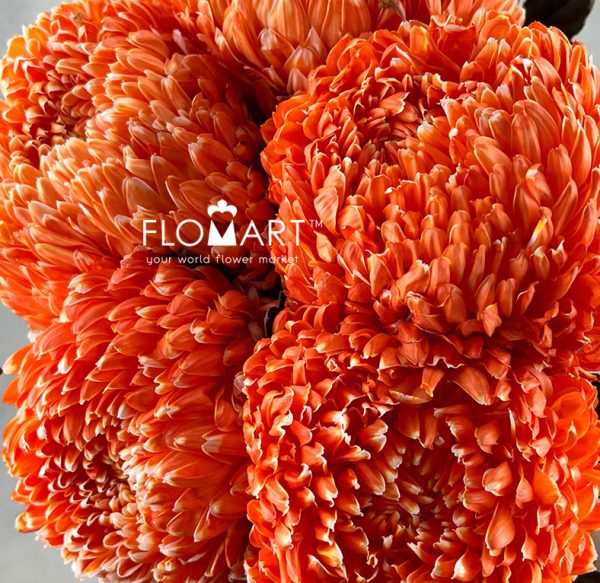 Peony Mum White Dyed Orange Red