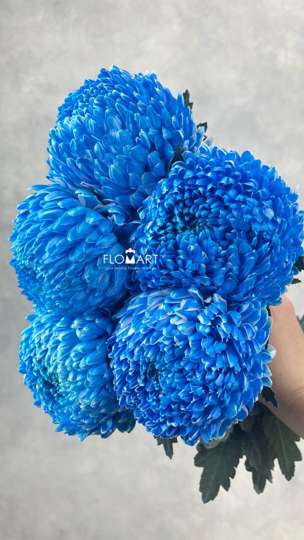 Peony Mum White Dyed Pacific Blue