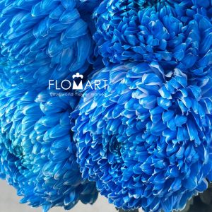 Peony Mum White Dyed Pacific Blue - Image 2