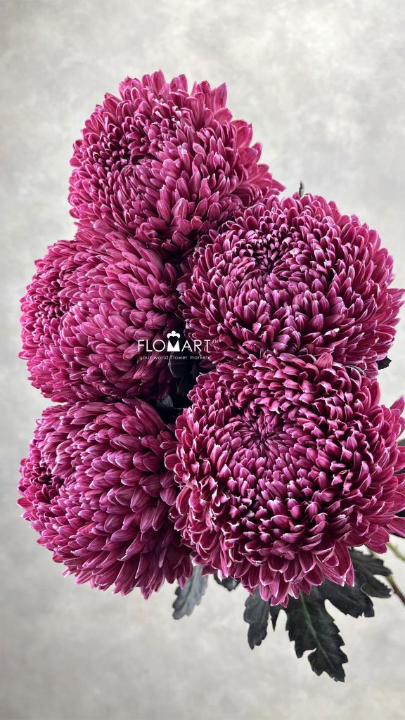 Peony Mum White Dyed Pansy Purple