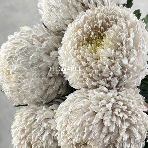 Peony Mum White Dyed Pastel Grey