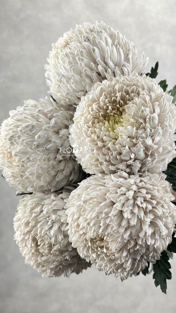 Peony Mum White Dyed Pastel Grey