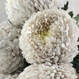 Peony Mum White Dyed Pastel Grey - Image 2