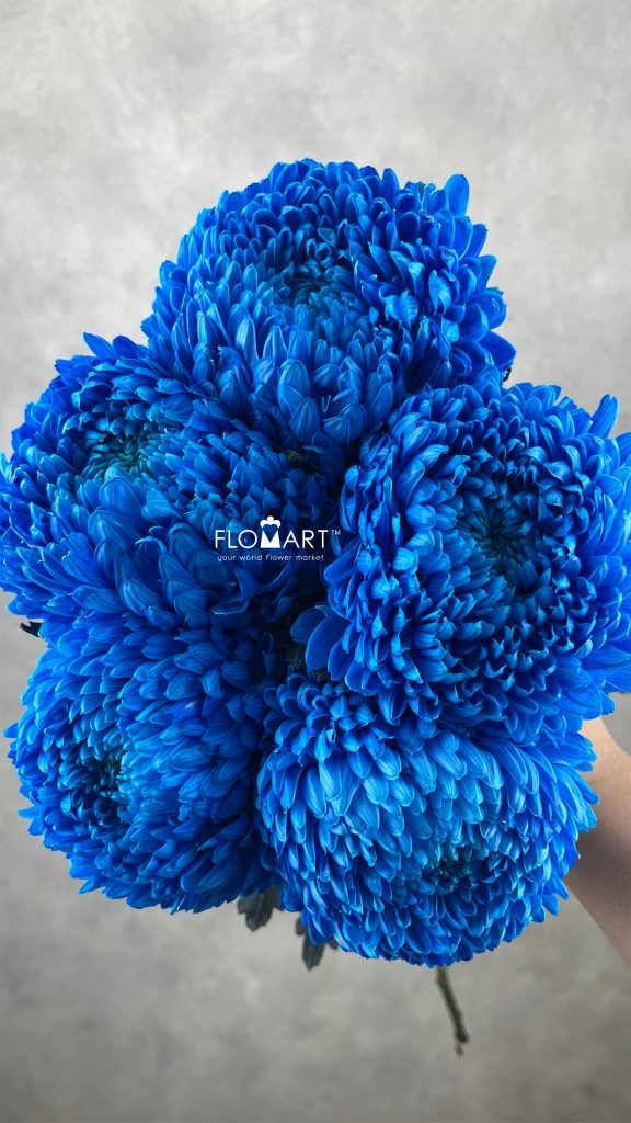 Peony Mum White Dyed Persian Blue