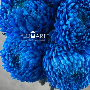 Peony Mum White Dyed Persian Blue - Image 2