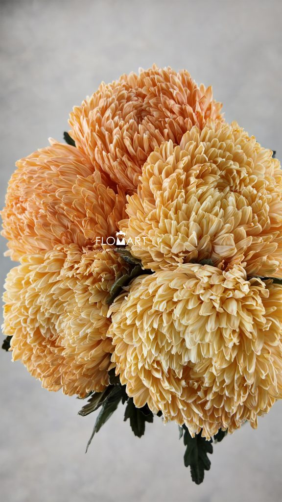 Peony Mum White Dyed Pumpkin Orange