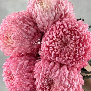 Peony Mum White Dyed Radical Red