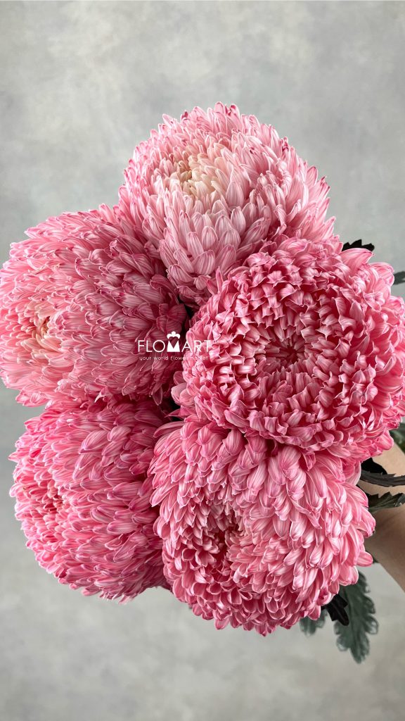 Peony Mum White Dyed Radical Red