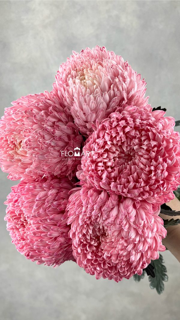 Peony Mum White Dyed Radical Red Peony Mum White Dyed Radical Red