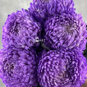 Peony Mum White Dyed Royal Purple
