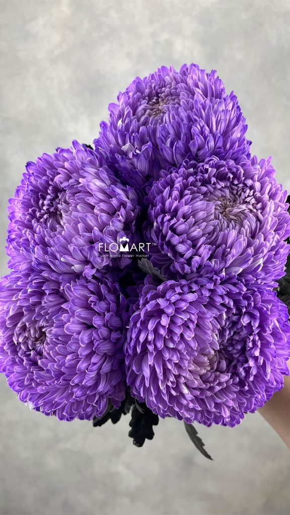 Peony Mum White Dyed Royal Purple