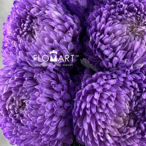 Peony Mum White Dyed Royal Purple - Image 2