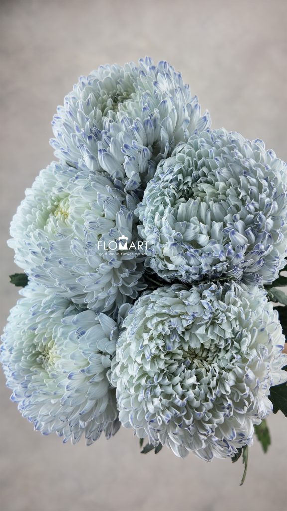 Peony Mum White Dyed Smoked White