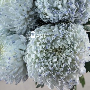 Peony Mum White Dyed Smoked White - Image 2