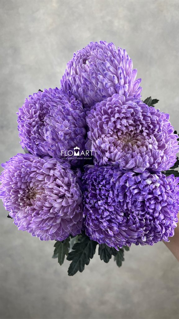Peony Mum White Dyed Thistle
