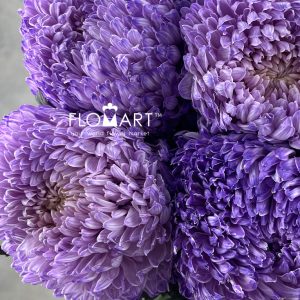 Peony Mum White Dyed Thistle - Image 2