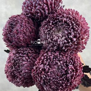 Peony Mum White Dyed Violet Red
