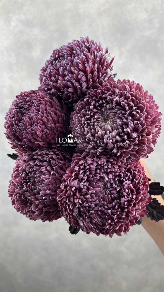 Peony Mum White Dyed Violet Red